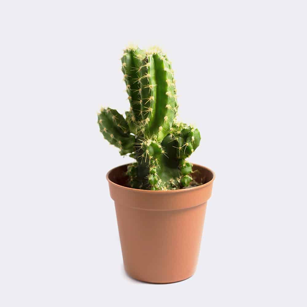 Collectibles cactus1 free img