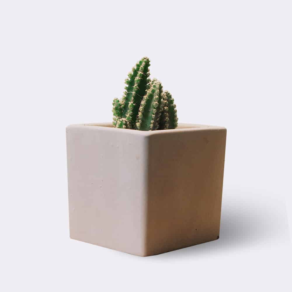 Collectibles cactus2 free img
