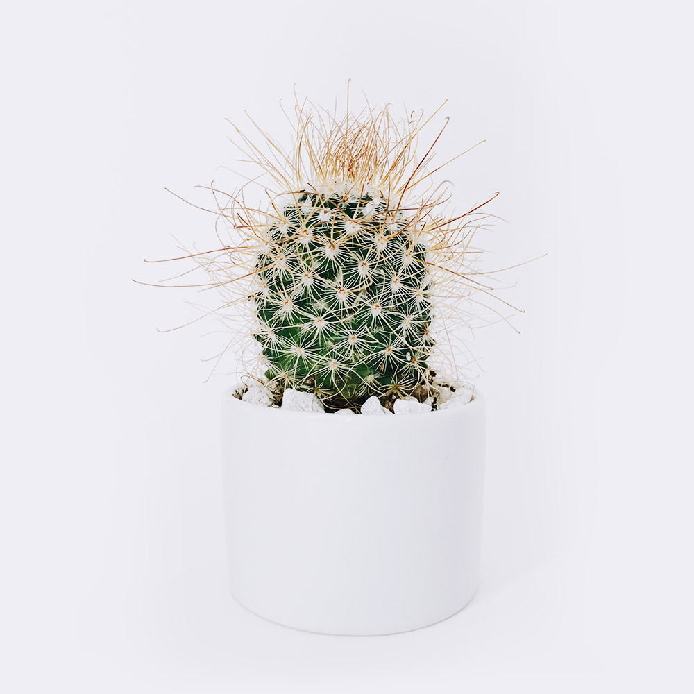 Collectibles cactus3 free img