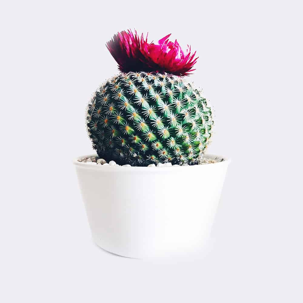 Collectibles cactus4 free img