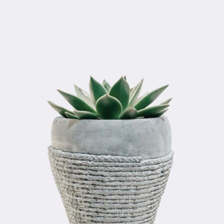 Collectibles plant5 free img