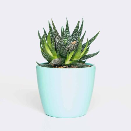 Collectibles plant6 free img