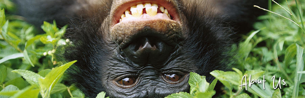 banne about us inicio